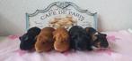 Prachtige jonge cavia zeugjes, Vrouwelijk, Cavia, Tam