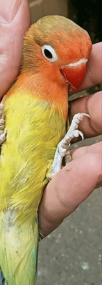 Prachtige brr agapornis fisheri euwing split opaline man beschikbaar voor biedingen