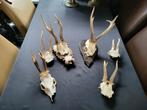 Diverse geweien op schild.  6 stuks, Ophalen of Verzenden, Hert, Beeldje of Figuurtje