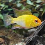 Microgeophagus ramirezi, Dieren en Toebehoren, Vis