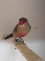 4-4 Sint helena fazantjes, Dieren en Toebehoren, Vogels | Overige Vogels, Meerdere dieren, Tropenvogel, Geringd