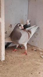 Korte witpennen  koppel, Dieren en Toebehoren, Meerdere dieren, Overige soorten