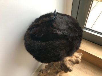 Super mooie kwaliteit BONTMUTSEN beschikbaar voor biedingen