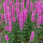 Kattestaart (Lythrum salicaria) te koop, Ophalen, Overige soorten