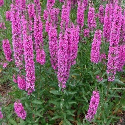Kattestaart (Lythrum salicaria) te koop, Tuin en Terras, Planten | Tuinplanten, Overige soorten, Ophalen