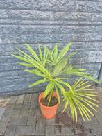 Prachtige Palmboom Fortunei - Winterhard!, Ophalen of Verzenden