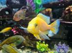 Div cichliden, Dieren en Toebehoren, Vissen | Aquariumvissen, Vis