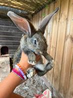 Vlaamse reus jongen konijn, Dieren en Toebehoren, Konijnen, Meerdere dieren, Groot, 0 tot 2 jaar