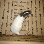 Dumbo rex rittens (ratjes) binnenkort beschikbaar, Dieren en Toebehoren, Knaagdieren, Rat, Geslacht onbekend, Januari, Tam