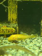 Albino algeneters, Dieren en Toebehoren, Vis