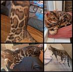 Bengaal dekkater €275