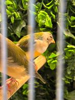 Gouldamadines 2025, Dieren en Toebehoren, Vogels | Overige Vogels, Meerdere dieren, Geringd