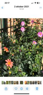 Dalhia knollen gezocht ! ( voor buurttuin), Tuin en Terras, Bloembollen en Zaden, Ophalen of Verzenden, Volle zon, Knol