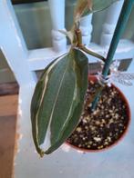 Philodendron Micans Halo Variegata, Huis en Inrichting, Kamerplanten, Ophalen of Verzenden, Halfschaduw, Minder dan 100 cm
