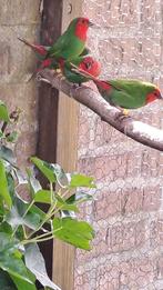 Te koop roodkoppapegaai amadine, Dieren en Toebehoren, Vogels | Overige Vogels, Mannelijk, Tropenvogel