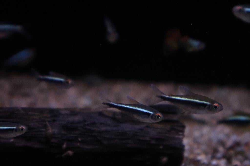 Zwarte Neon – Hyphessobrycon herbertaxelrodi, Dieren en Toebehoren, Vissen | Aquariumvissen, Vis, Zoetwatervis