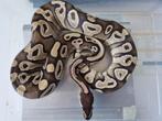 Koningspython 0.1 (2023) Python Regius Mojave, Dieren en Toebehoren, Reptielen en Amfibieën, Slang, Tam, 0 tot 2 jaar