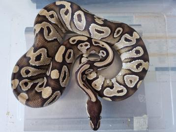Koningspython 0.1 (2023) Python Regius Mojave beschikbaar voor biedingen