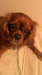Mooie Cavalier King Charles pups, Dieren en Toebehoren, 8 tot 15 weken, Meerdere, Meerdere dieren, Spaniël