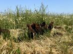 Jonge tamme Welsumer kippen gesekst en ingeënt, Dieren en Toebehoren, Pluimvee, Vrouwelijk, Kip