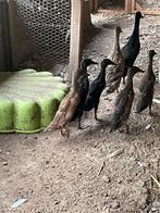 Indische loopeend, Dieren en Toebehoren, Pluimvee, Meerdere dieren, Eend