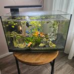 60 liter aquarium, Ophalen of Verzenden, Zo goed als nieuw, Leeg aquarium