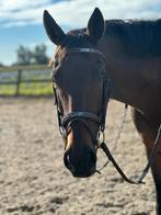 8 jarige allround ruin te koop, Gechipt, Ruin, M, Dressuurpaard