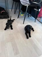 Labrador puppy’s, Dieren en Toebehoren, CDV (hondenziekte), 8 tot 15 weken, Labrador retriever, Meerdere