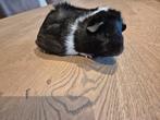 12 weken oud zeugje te koop, Dieren en Toebehoren, Knaagdieren, Cavia, Juni, Vrouwelijk, Tam