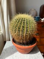 Cactus Echino grusonii. ( Schoonmoederstoel), Huis en Inrichting, Kamerplanten, Ophalen of Verzenden, Cactus, Minder dan 100 cm