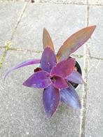 Tradescantia Pallida, Huis en Inrichting, Ophalen of Verzenden, Overige soorten, Minder dan 100 cm