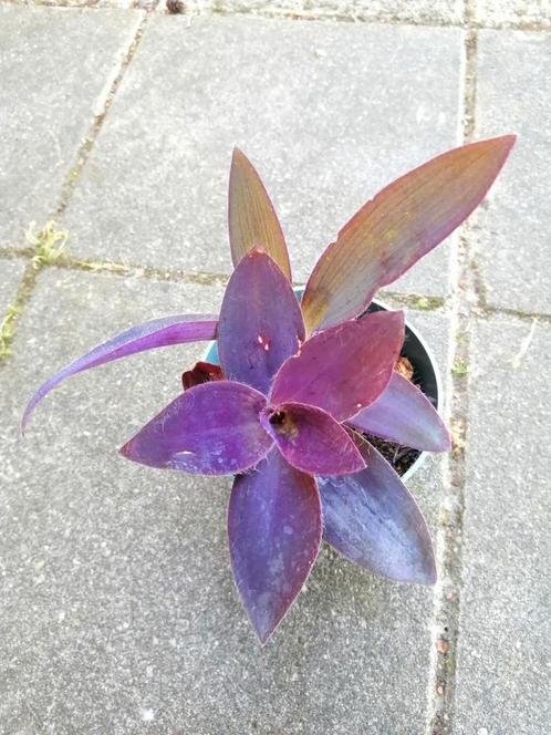 Tradescantia Pallida, Huis en Inrichting, Kamerplanten, Overige soorten, Minder dan 100 cm, Ophalen of Verzenden