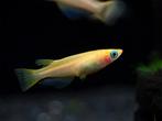 oryzias latipes champagne gold €8,00, Dieren en Toebehoren, Vissen | Aquariumvissen, Vis, Zoetwatervis