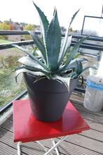 Prachtige Agave., Tuin en Terras, Volle zon, Vaste plant, Bloeit niet, Ophalen