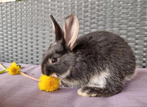 Duitse reus, ram, otter, Dieren en Toebehoren, Konijnen, Groot, Mannelijk