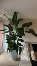 XXL Strelitzia Nicolai 250 cm, Huis en Inrichting, Kamerplanten, Ophalen, Overige soorten, 200 cm of meer