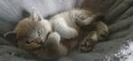 Prachtige kitten, Dieren en Toebehoren, Katten en Kittens | Raskatten | Korthaar, Poes, Ontwormd, 0 tot 2 jaar