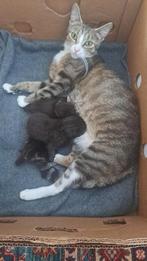 Unieke kittens Europese korthaar, Dieren en Toebehoren, Poes, Ontwormd, 0 tot 2 jaar