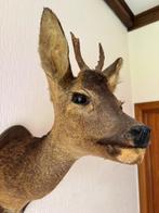 Opgezette hertenkop 1, Verzamelen, Ophalen, Zo goed als nieuw, Hert, Opgezet dier