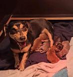 Jack russel pups, Dieren en Toebehoren, Honden | Jack Russells en Terriërs, Jack Russell Terriër, 8 tot 15 weken, Meerdere, Meerdere dieren