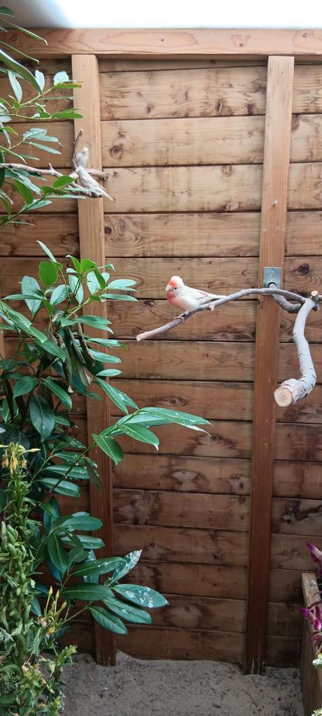 4 Barmsijsjes isabel, Dieren en Toebehoren, Vogels | Overige Vogels, Wildzangvogel, Meerdere dieren