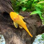 Ancistrus, Vis, Zoetwatervis, Schoolvis