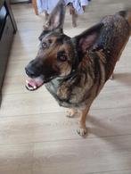 Mechelse herder, Dieren en Toebehoren, Honden | Niet-rashonden, Reu, Groot, Eén hond, 3 tot 5 jaar