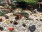 Posthoorn slakken, Dieren en Toebehoren, Vissen | Aquariumvissen, Slak of Weekdier