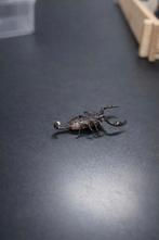 Pandinus Imperator schorpioenen, Amfibie, 0 tot 2 jaar