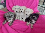 Boomer / maltipoo pups, Dieren en Toebehoren, Honden | Chihuahua's en Gezelschapshonden, Maltezer, Nederland, CDV (hondenziekte)