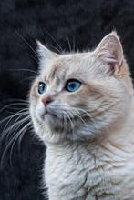 Britse korthaar dekkater (Int. Kampioen), Kater, Met stamboom