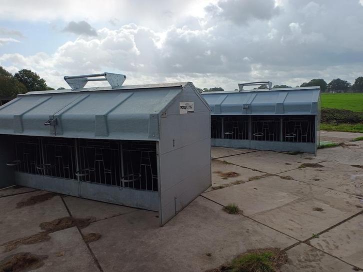 Calf o Tell eenlingboxenhok groepsiglo., Dieren en Toebehoren, Runderen, Geslacht onbekend