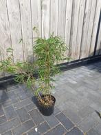 Fargesia rufa, Tuin en Terras, Ophalen, Bloeit niet, Overige soorten, Halfschaduw