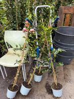 Camelia bont aan stok vol- vol- vol in knop 100/125 uniek, Tuin en Terras, Planten | Tuinplanten, Ophalen, Lente, Vaste plant